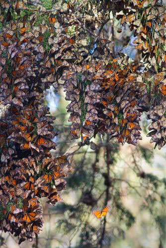 monarchs-nesting