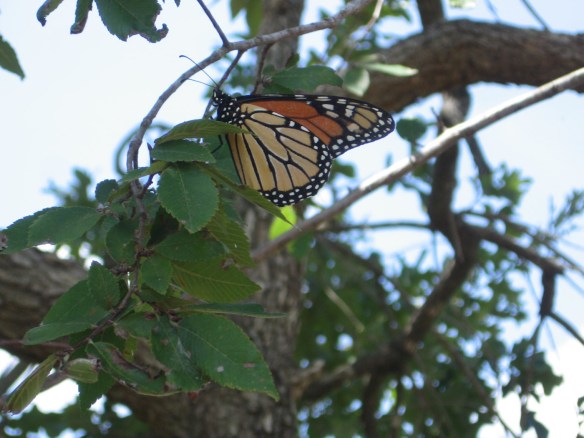 Monarch_Resting