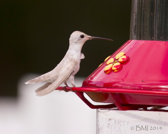 (Credit: Bill Morris.)