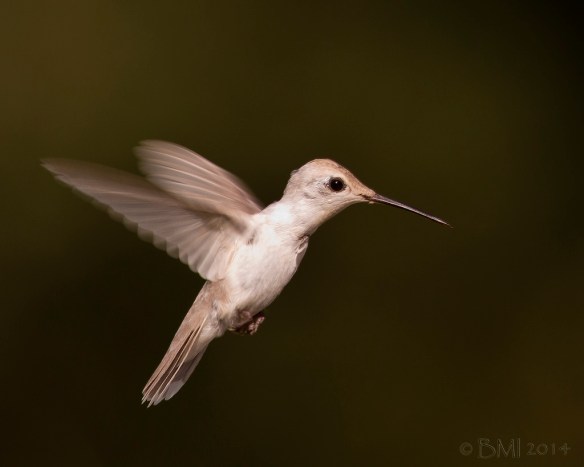 (Credit: Bill Morris.)