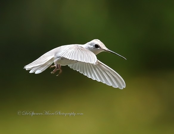 (Credit: Dr. Spencer Moore, http://www.drspencermoorephotography.com/)