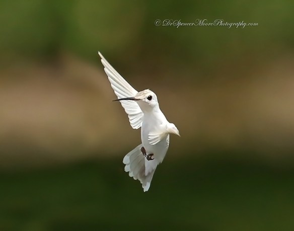 (Credit: Dr. Spencer Moore, http://www.drspencermoorephotography.com/)