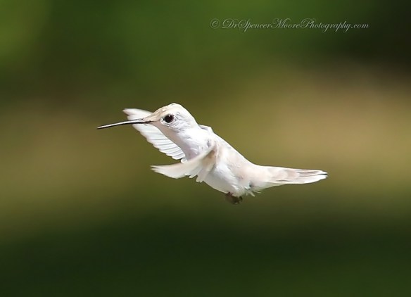 (Credit: Dr. Spencer Moore, http://www.drspencermoorephotography.com/)