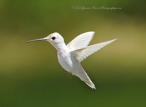 (Credit: Dr. Spencer Moore, http://www.drspencermoorephotography.com/)