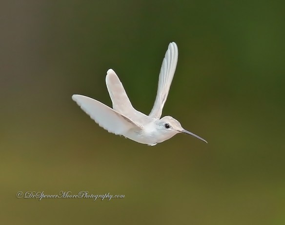 (Credit: Dr. Spencer Moore, http://www.drspencermoorephotography.com/)