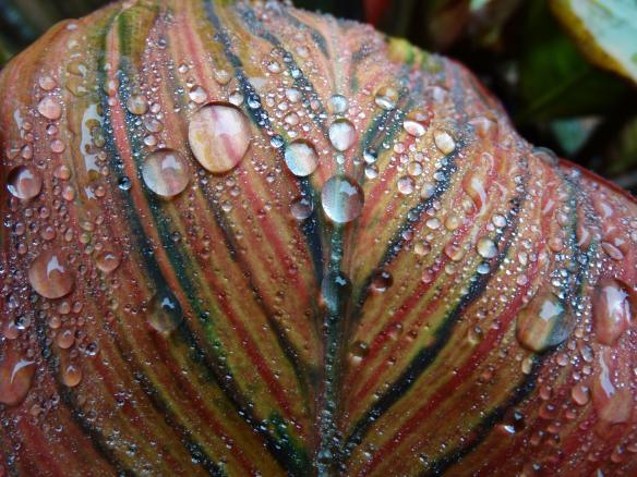 A cold and rainy start to 2015, beautifully illustrated by Dwight Bohlmeyer using a canna lily as both his artistic and scientific medium. See more of his work at FIVEx365. (Credit: Dwight Bohlmeyer)