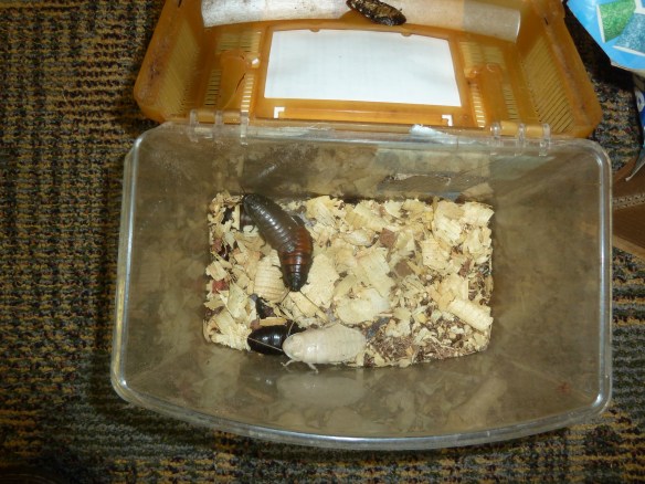 Madagascar Giant Hissing Cockroaches, properly secured and suitable for transport to an educational environment near you! Wilson notes that the white one pictured here is not an albino; rather, she has just emerged from her exoskeleton and therefore is soft and white. From here, she will hide, swell up and darken in color. He says they do this whenever they have grown too large for their current exoskeleton.