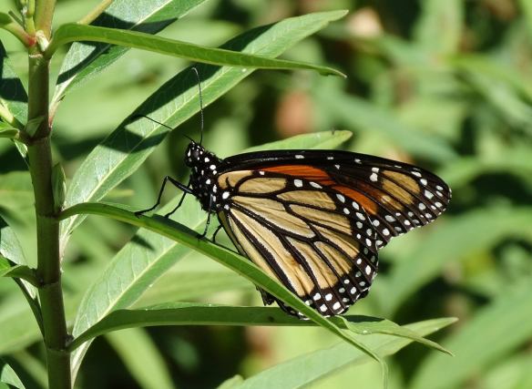 (Credit: Dwight Bohlmeyer, Texas A&M Institute for Quantum Science and Engineering.)