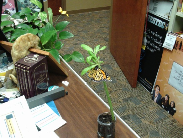 A newly-emerged Monarch, testing its wings in Dr. Craig Wilson's College Station-based USDA office, which features many treasures, including a stuffed sloth from Brazil visible at top left of frame. "It was gifted to me by a friend who received it 50 years ago from an old sea captain (pirate!)," Wilson said. "I keep it close by me to remind me what happens when one is slothful." (Credit: Craig Wilson.)